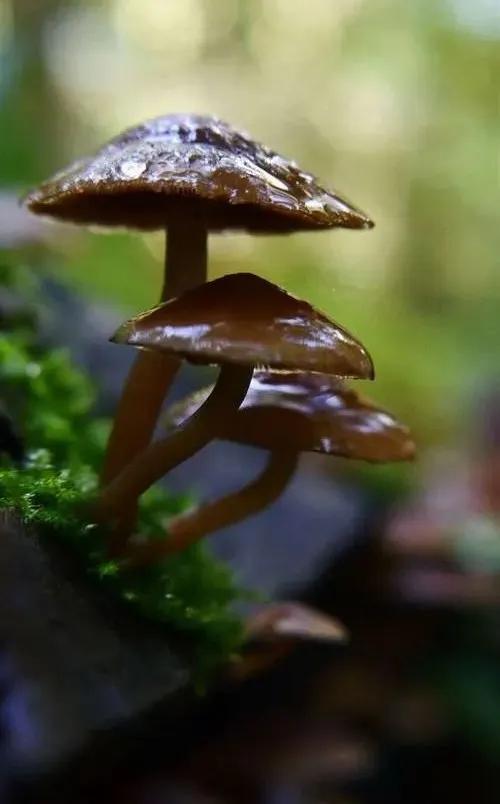 國家蘑菇地理：中國哪里的蘑菇最好吃？