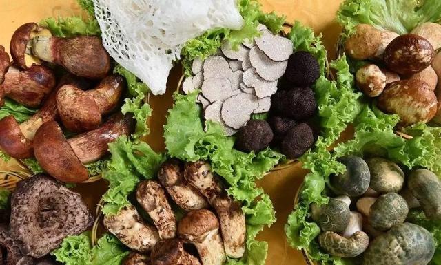 國家蘑菇地理：中國哪里的蘑菇最好吃？