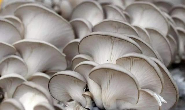 國家蘑菇地理：中國哪里的蘑菇最好吃？