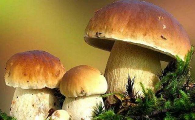 國家蘑菇地理：中國哪里的蘑菇最好吃？