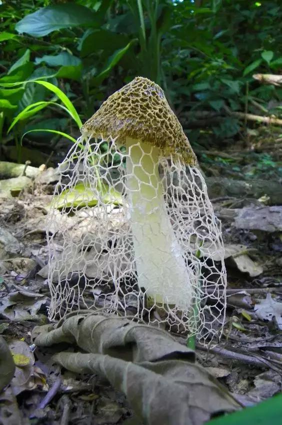國家蘑菇地理：中國哪里的蘑菇最好吃？